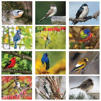 Backyard Birds Calendar Monthly Scenes