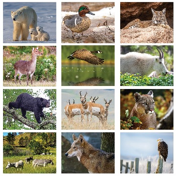Wildlife Calendar Monthly Scenes