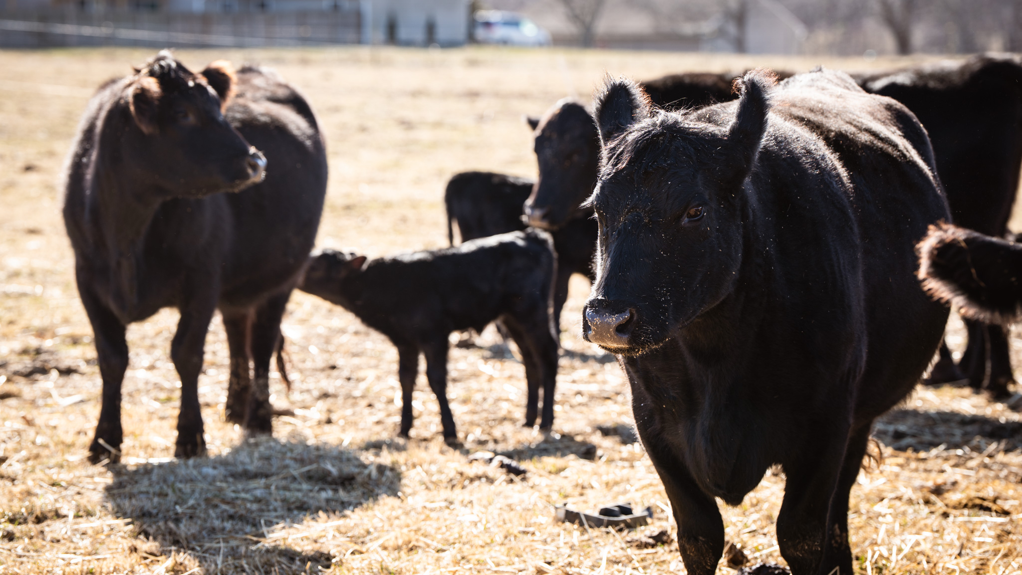 A group of black cows and calves stand on a sunlit, dry grassy field with a blurred fence and building in the background, capturing a serene scene ideal for showcasing photography & videography services.